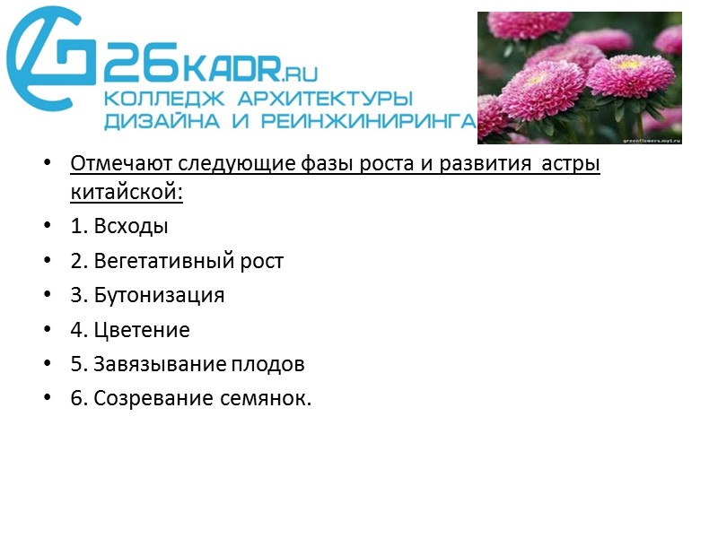 Отмечают следующие фазы роста и развития  астры китайской: 1. Всходы 2. Вегетативный рост